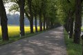 Wellenburger Allee im Frühsommer