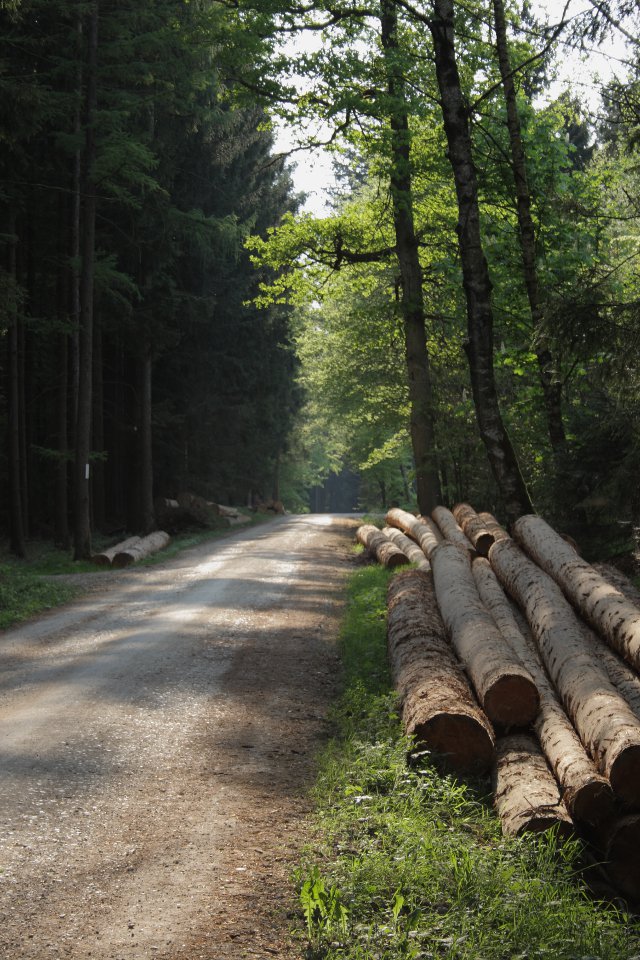 Szene im Spitalwald