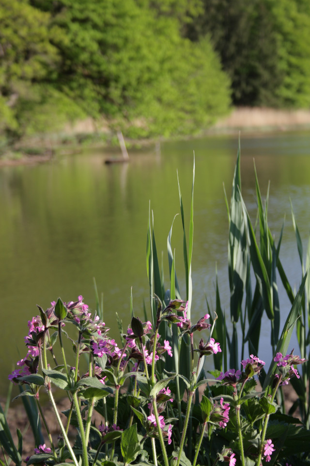 Am Ufer eines Sees im Anhauser Tal