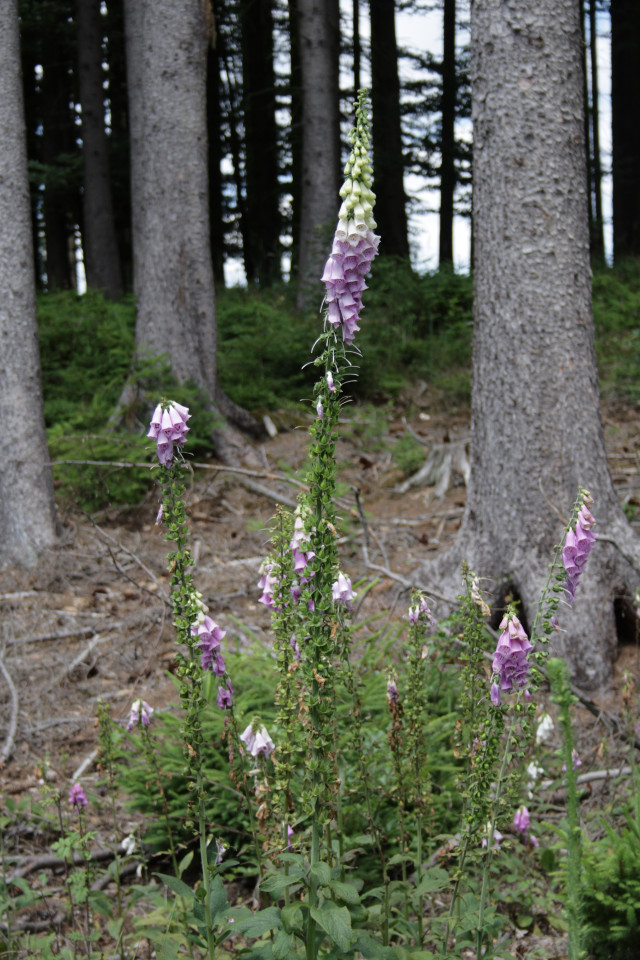 Kolonie von Fingerhüten im Wald