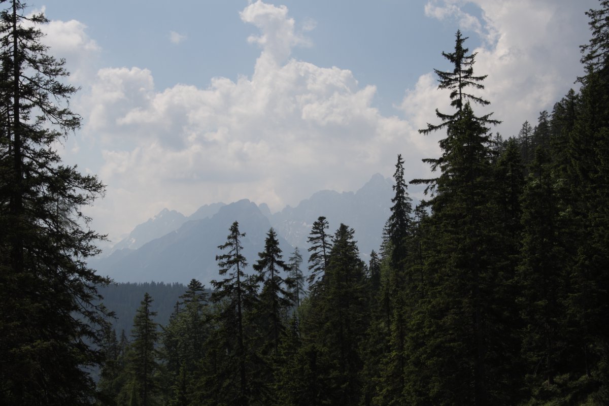 Ausblick in kurz unterhalb der Oberbrunnalm: Leutascher Dreitorspitze, Oberreintalschrofen, Teufelsgrat, Hochwanner, Gehrenspitze